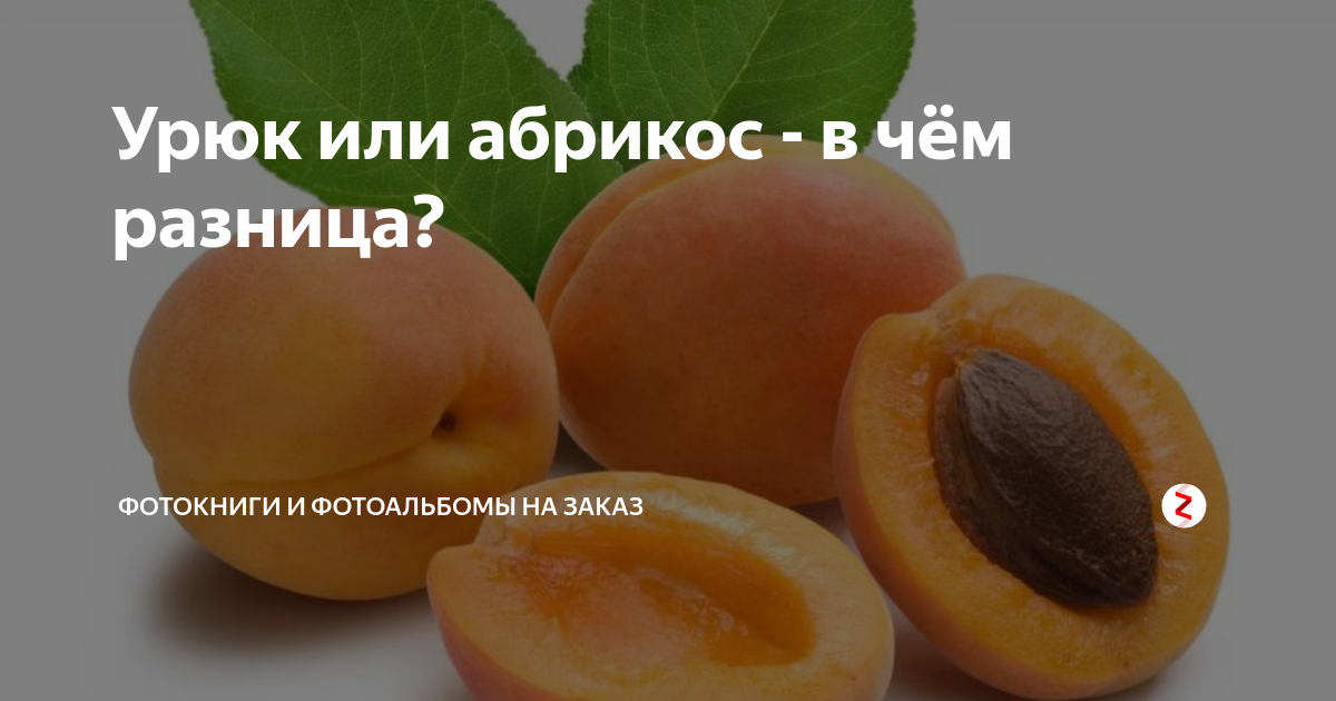 Жердела и абрикос — в чем разница? давайте разбираться вместе!