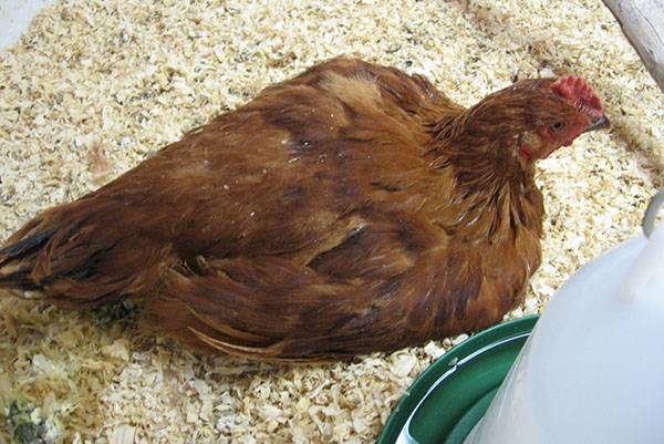 Учимся лечить кокцидиоз у цыплят самостоятельно