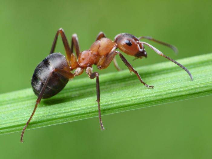 Способы избавления от муравьев в огороде
