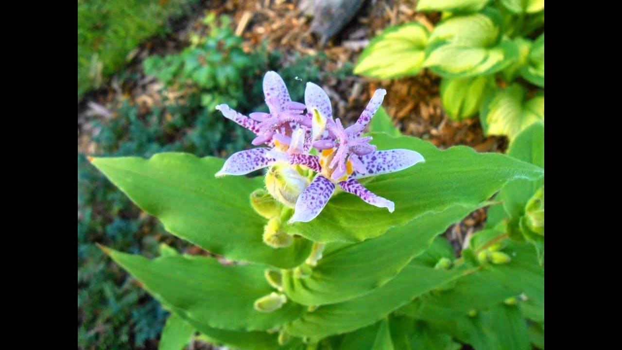 Садовая орхидея трициртис — выращивание и уход в саду, видео