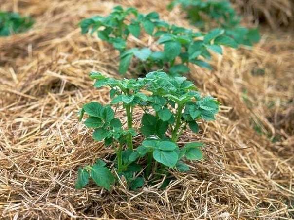 Как правильно посадить и вырастить картофель под соломой или сеном?