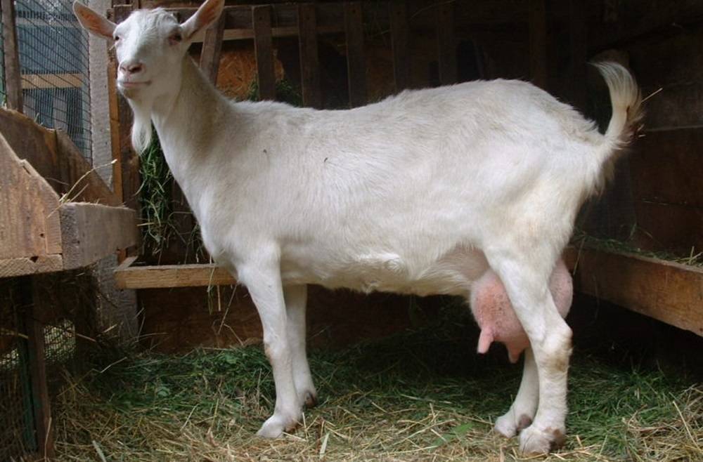 Молочные козы: правила по уходу и содержанию