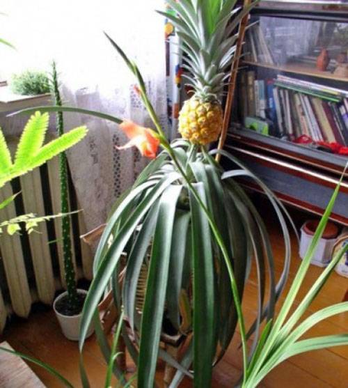 Как вырастить ароматный вкусный ананас в домашних условиях