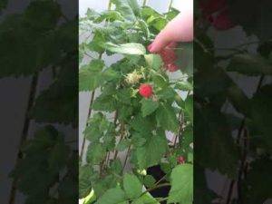 Август, посадка малины: как выбрать место и какие нужны удобрения