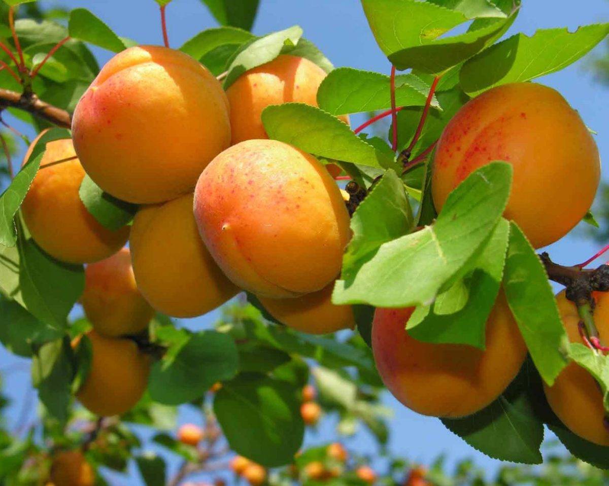 Как вырастить абрикос из косточки