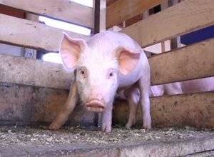 Статьи по содержанию свиней на piginfo | технология содержания подсосных поросят