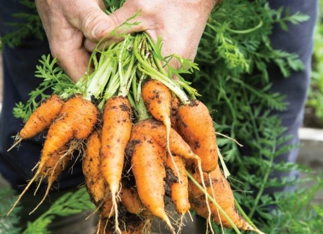 Как вырастить сочную и хрустящую морковь в открытом грунте