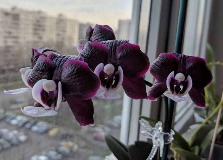 Виды Орхидей С Фото И Названиями