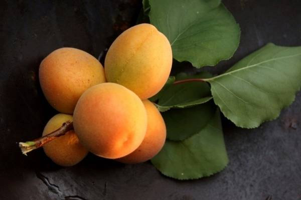 Лучшие самоплодные сорта абрикоса (фото, описание, советы по уходу)