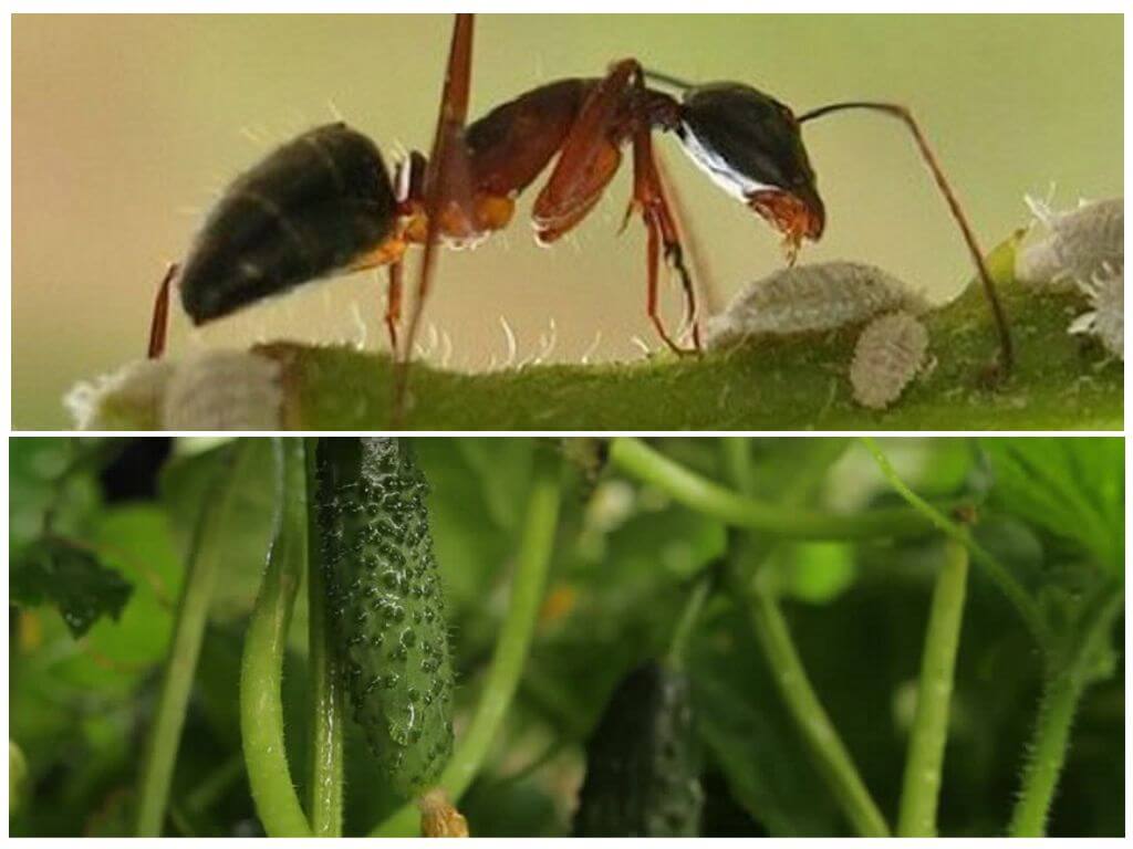 Как избавиться от муравьев в теплице самостоятельно и навсегда