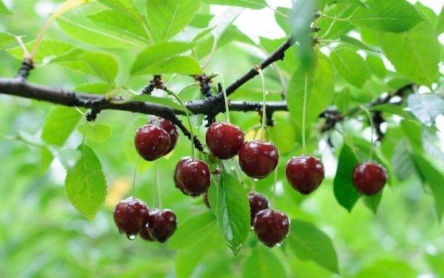 Болезни вишни и лечение дерева