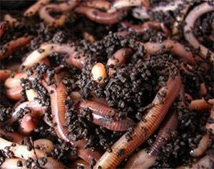 Особенности разведения мучных червей в домашних условиях
