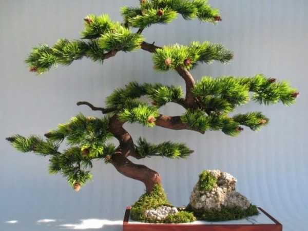 Бонсай дерево — виды, выращивание и уход в домашних условиях