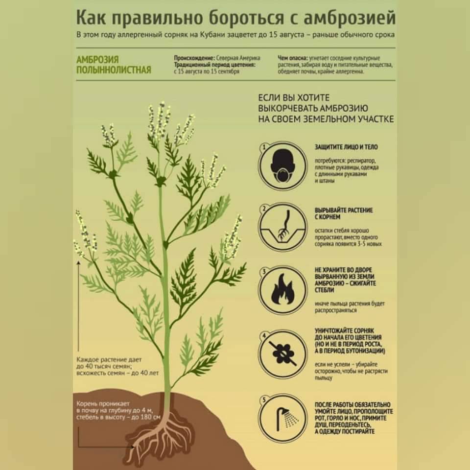 Время начала цветения в москве по календарю для аллергиков на 2020 год