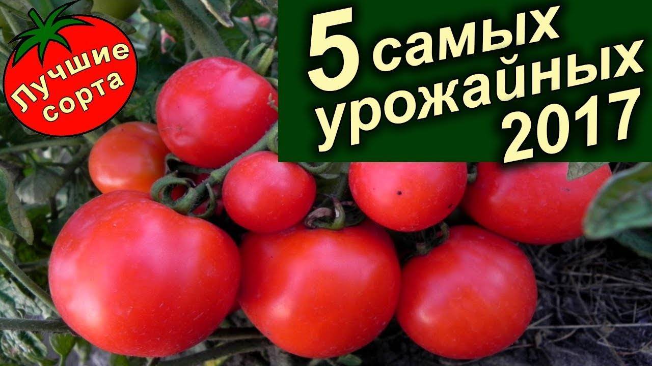 Сорта помидоров для ленинградской области