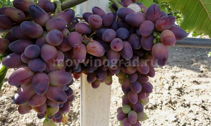 Самые лучшие столовые сорта винограда