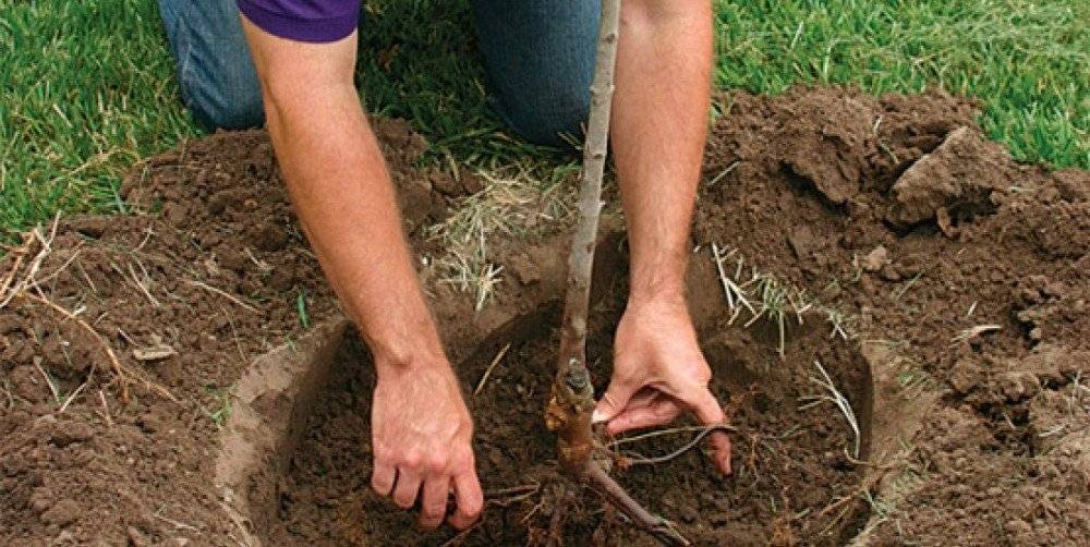 Как правильно посадить деревья в саду