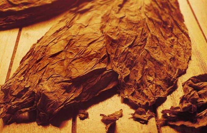 Курительный табак: выращивание из семян, сбор и хранение