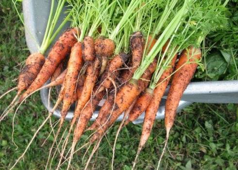Болезни моркови   и эффективные методы борьбы
