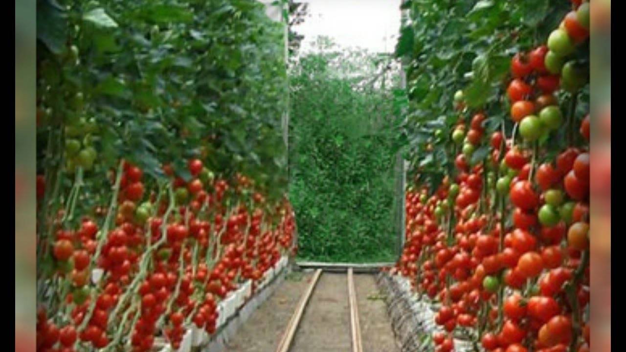 Популярные и высокоурожайные сорта тепличных помидор для подмосковья