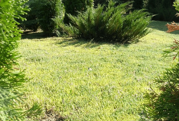 Какой газон лучше рулонный или посевной?