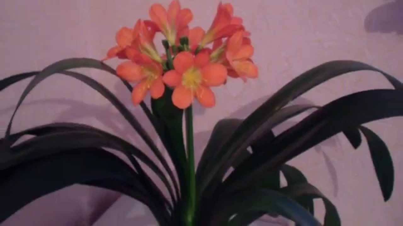 Почему кливия не цветет? особенности выращивания кливии в домашних условиях