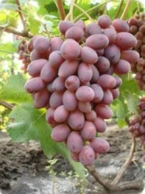 Виноград ризамат: 10 особенностей посадки и ухода, описание основных отличий
