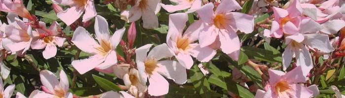 Цветок олеандр: выращивание в домашних условиях, посадка и уход, размножение