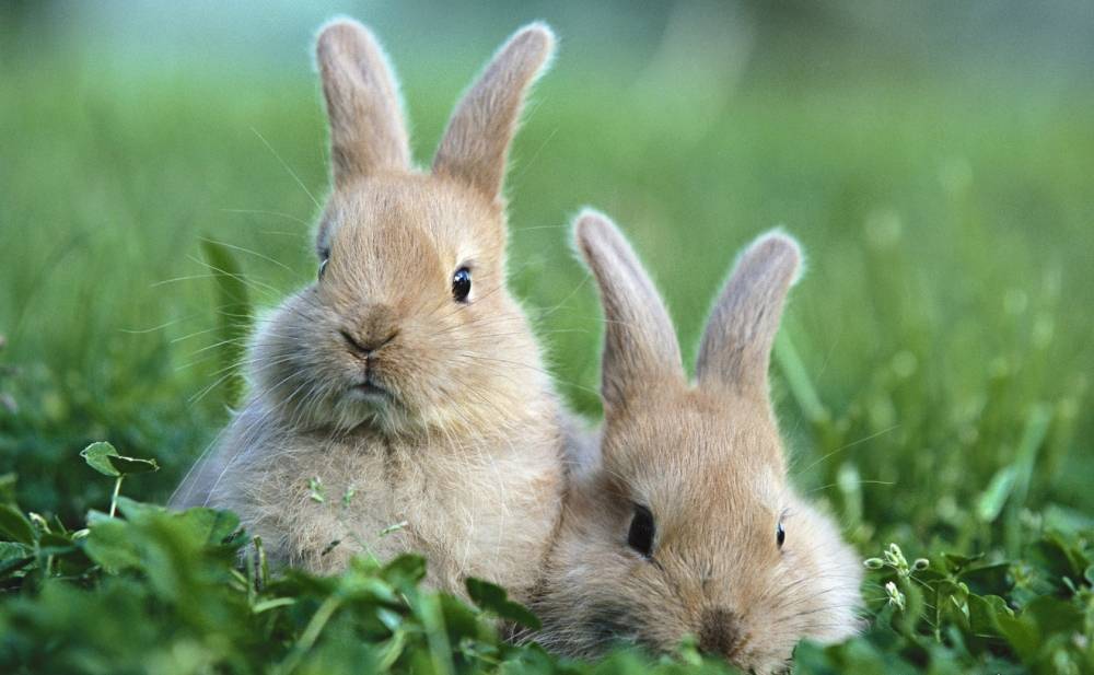 Чем прививать кроликов?