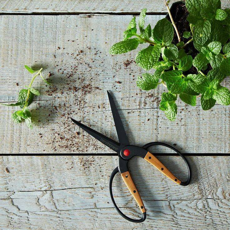 Выбор аккумуляторных ножниц для стрижки кустов и травы