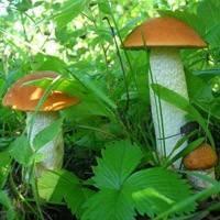 Как правильно собирать грибы в лесу, основные правила