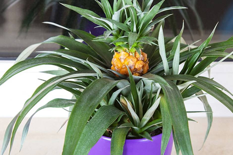 Как растет ананас на плантациях, в теплице и в квартире
