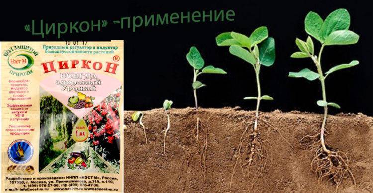 Удобрение «циркон» для растений: инструкция по применению препарата
