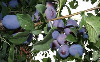 Как бороться с плодожоркой фруктовых деревьев