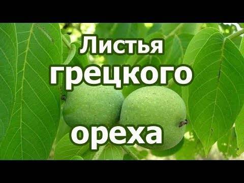 Листья грецкого ореха: полезные и лечебные свойства