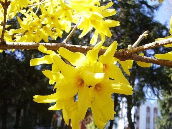 Виды форзиции: декоративный куст, приветствующий весну