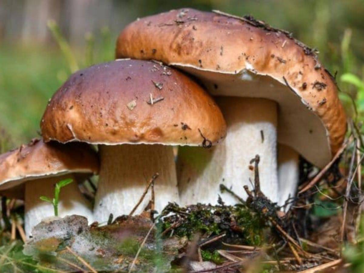 Как правильно собирать грибы? охота объявляется открытой!
