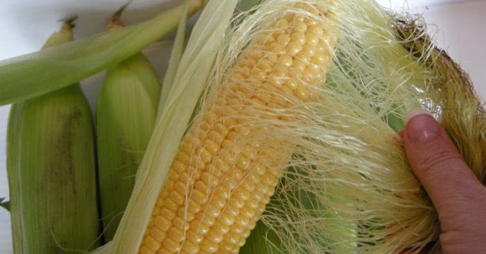Кукурузные рыльца: польза и вред, инструкция по применению