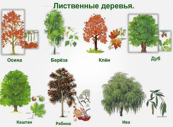 Продолжительность жизни деревьев