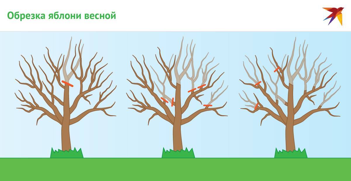 Грамотная омолаживающая обрезка деревьев: советы экспертов