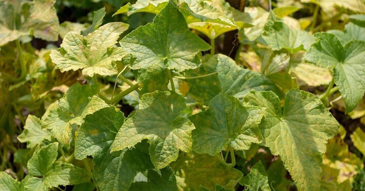 Желтеет ботва и листья у картофеля: причины, что делать