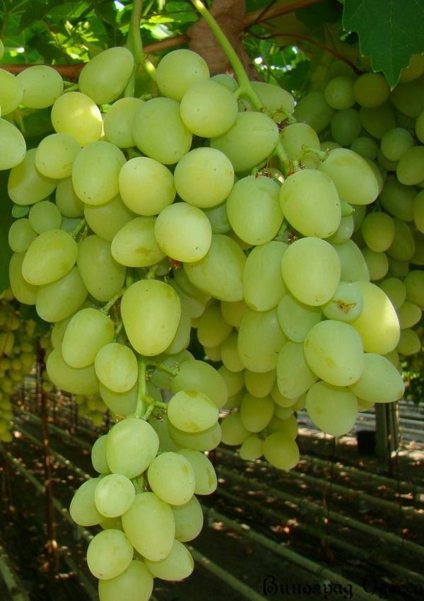 Сорта винограда по алфавиту