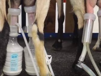Использование и выбор доильных аппаратов для коз
