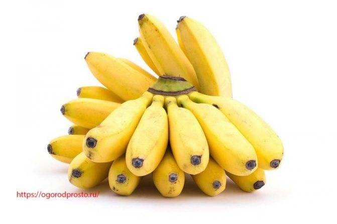 Банан (banana). уход и выращивание в домашних условиях.