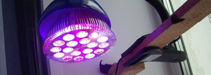 Светодиодные или энергосберегающие лампы: что лучше для дома