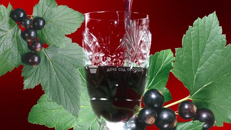 8 лучших рецептов приготовления виноградной настойки