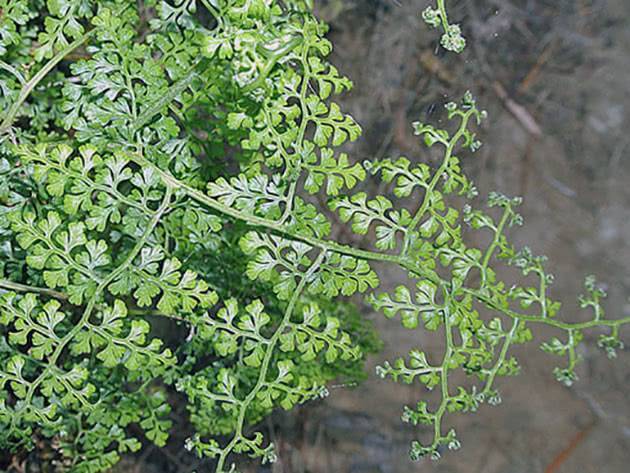 Эффектный папоротник адиантум: уход в домашних условиях фото и особенности выращивания декоративно-лиственного растения
