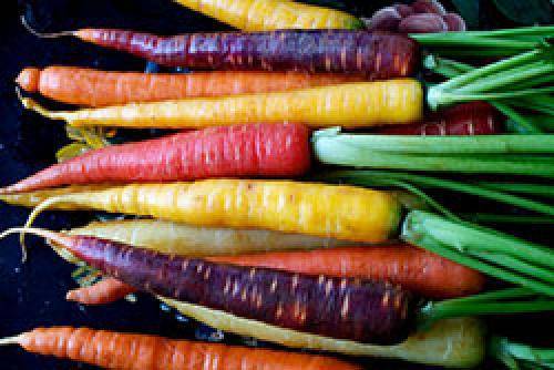 Что такое фиолетовая морковь? каких сортов бывает и как ее выращивать?