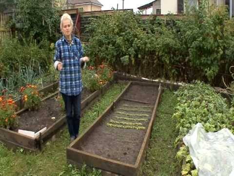 Как вырастить сочную и хрустящую морковь в открытом грунте