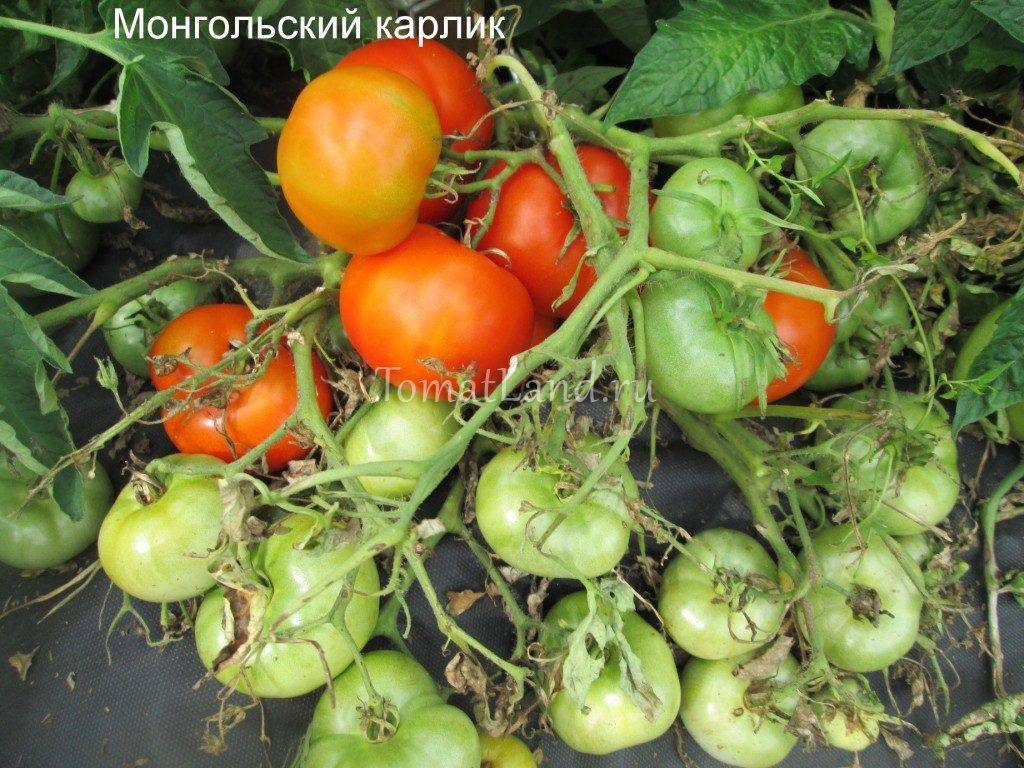 Сорта помидоров для Ленинградской области